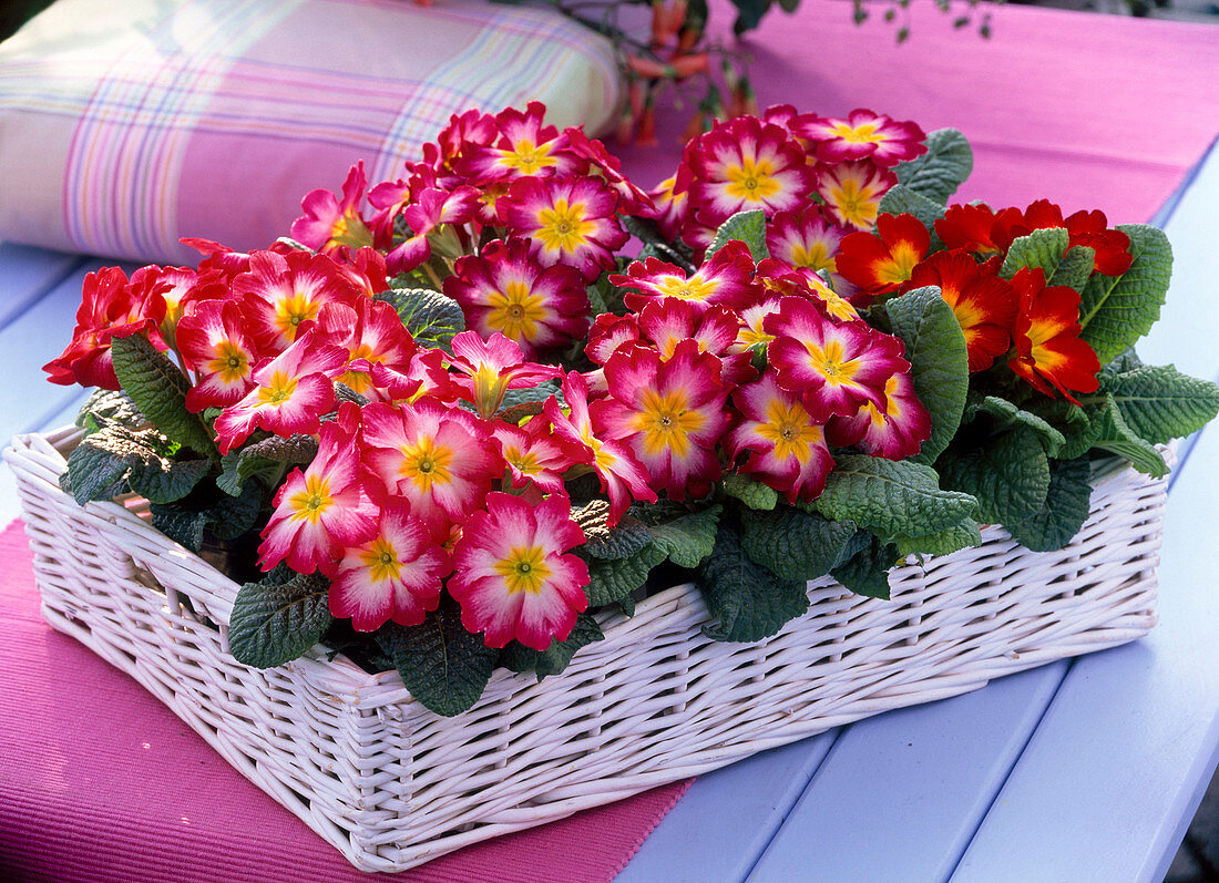 Primula acaulis (spring primroses) on a white wicker tray