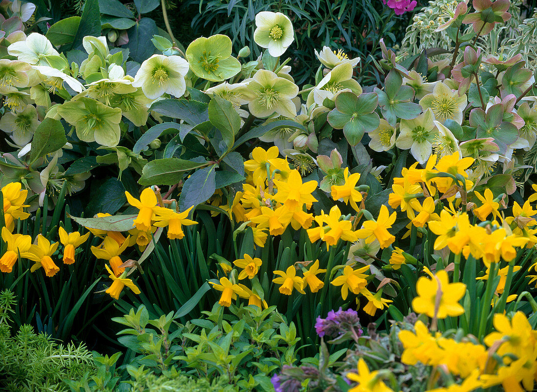 Narcissus 'Tete A Tete' (Narcissus), Helleborus