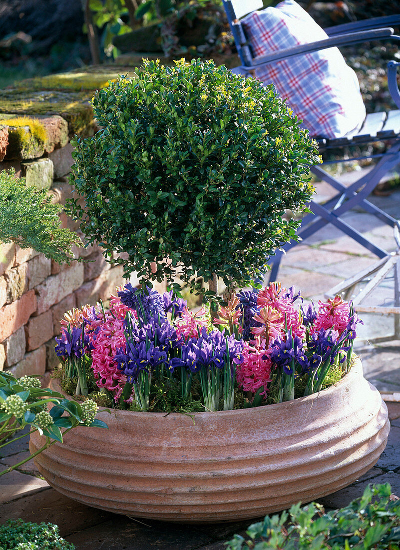 Buxus (boxwood stem) in a wide terracotta bowl