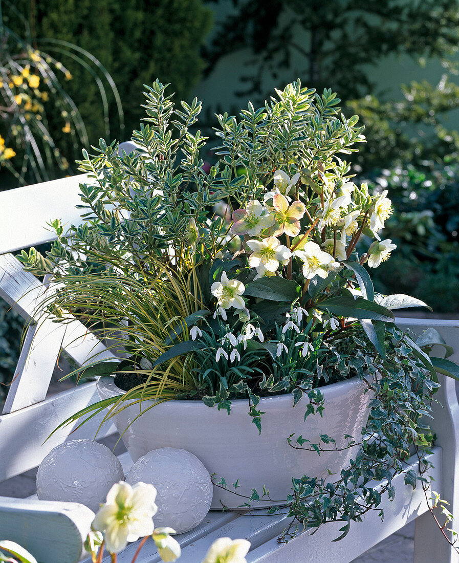 Helleborus (Christrose), Galanthus (Schneeglöckchen)