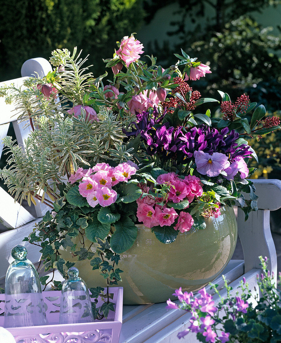 Helleborus Gold Collection (Lenzrose), Euphorbia 'Silver Swan'