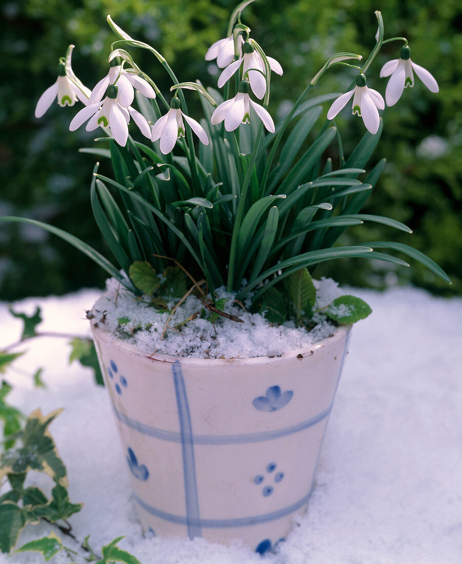 Galanthus (Snowdrop) in the snow