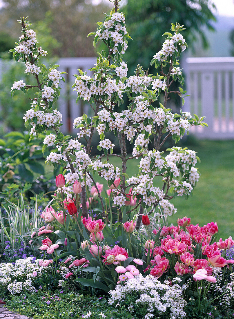 Pyrus 'Gartenperle' (Zwergbirne)