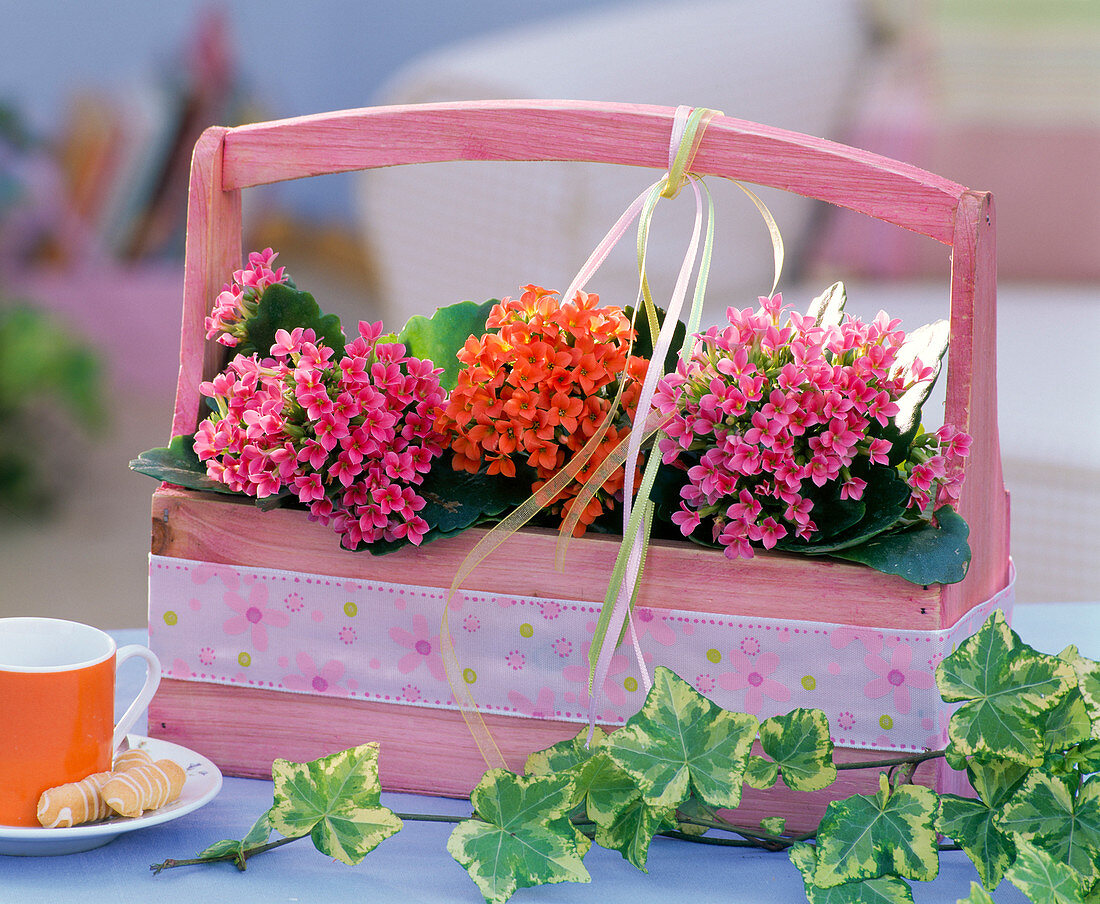 Kalanchoe blossfeldiana