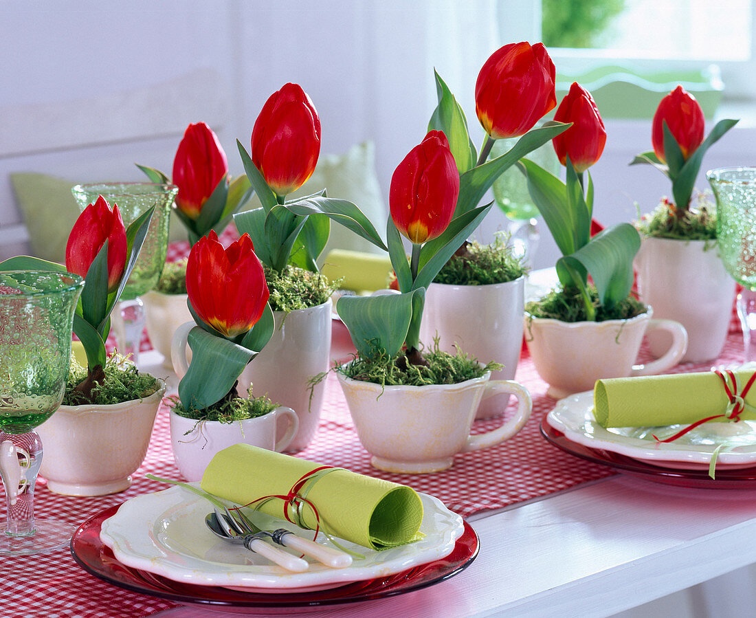 Tulipa 'Red Paradise' (tulip) in ceramic cups