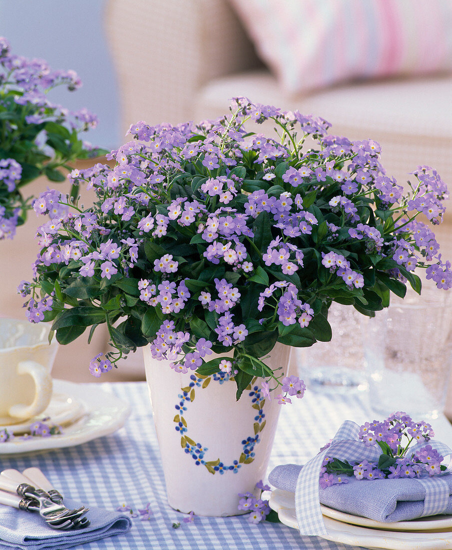 Myosotis 'Myomark' (forget-me-not) in white planter