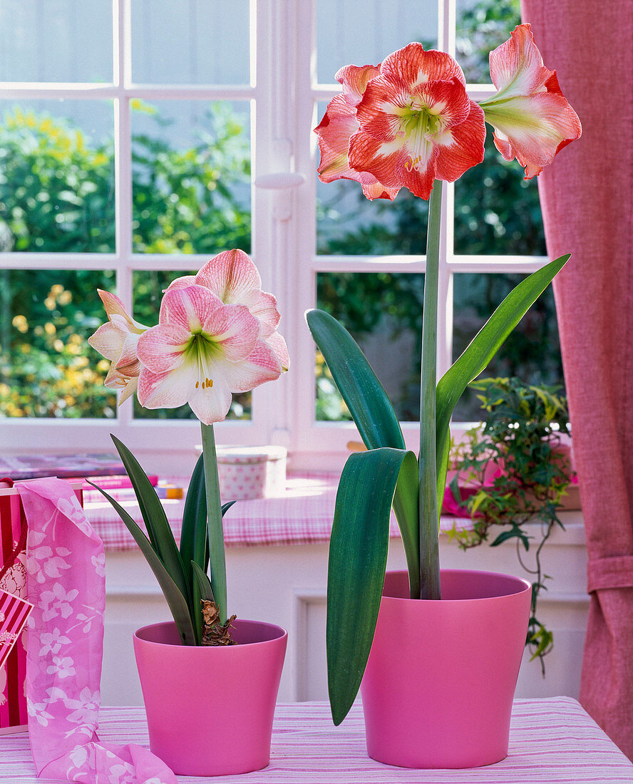 Hippeastrum 'Appleblossom' 'Phoenix' (amaryllis) in pink planters
