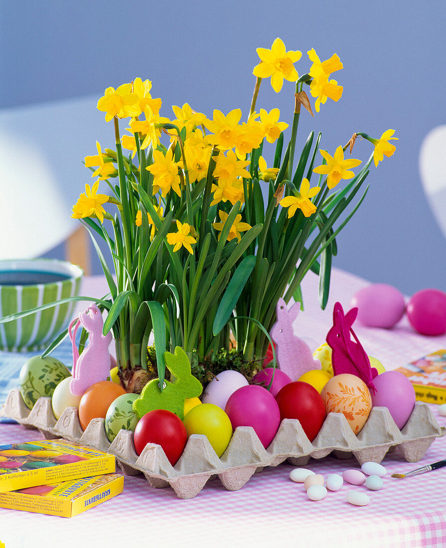 Narcissus 'Tete a Tete' (daffodil)