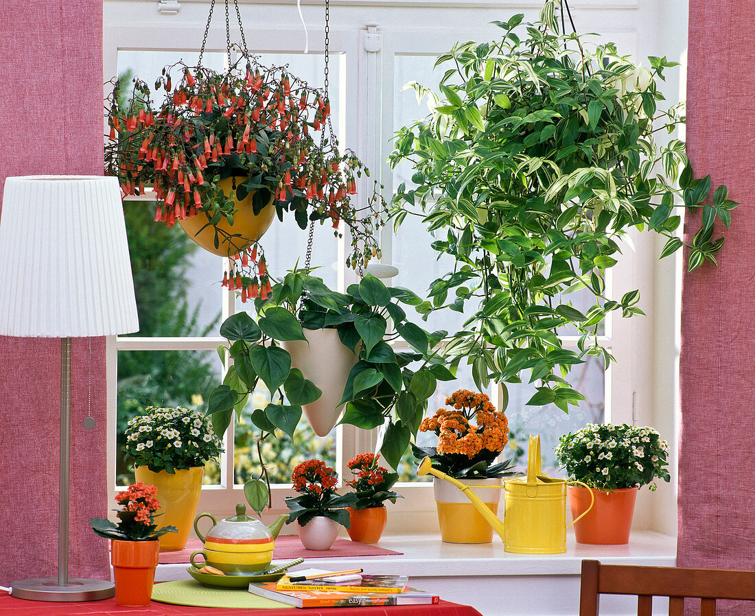 Kalanchoe in planters and as hanging basket