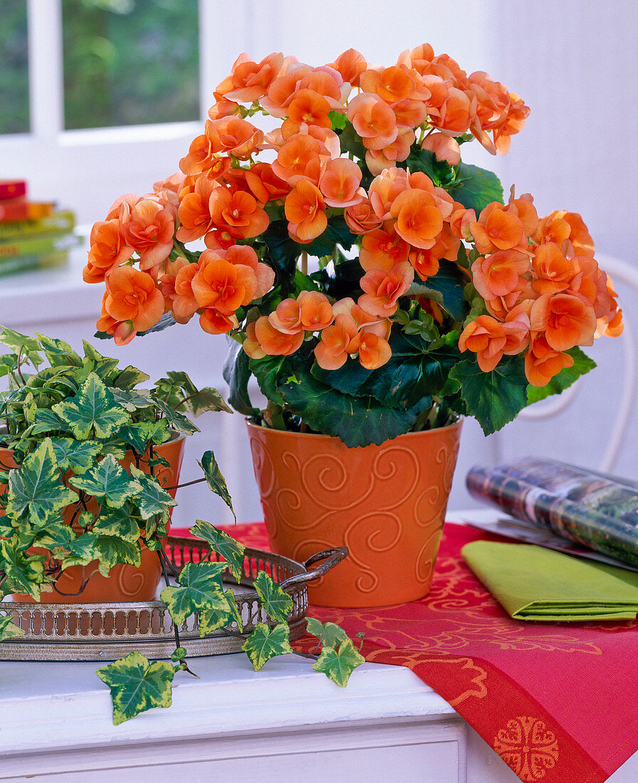 Begonia elatior 'Britt' (indoor begonia) in planter