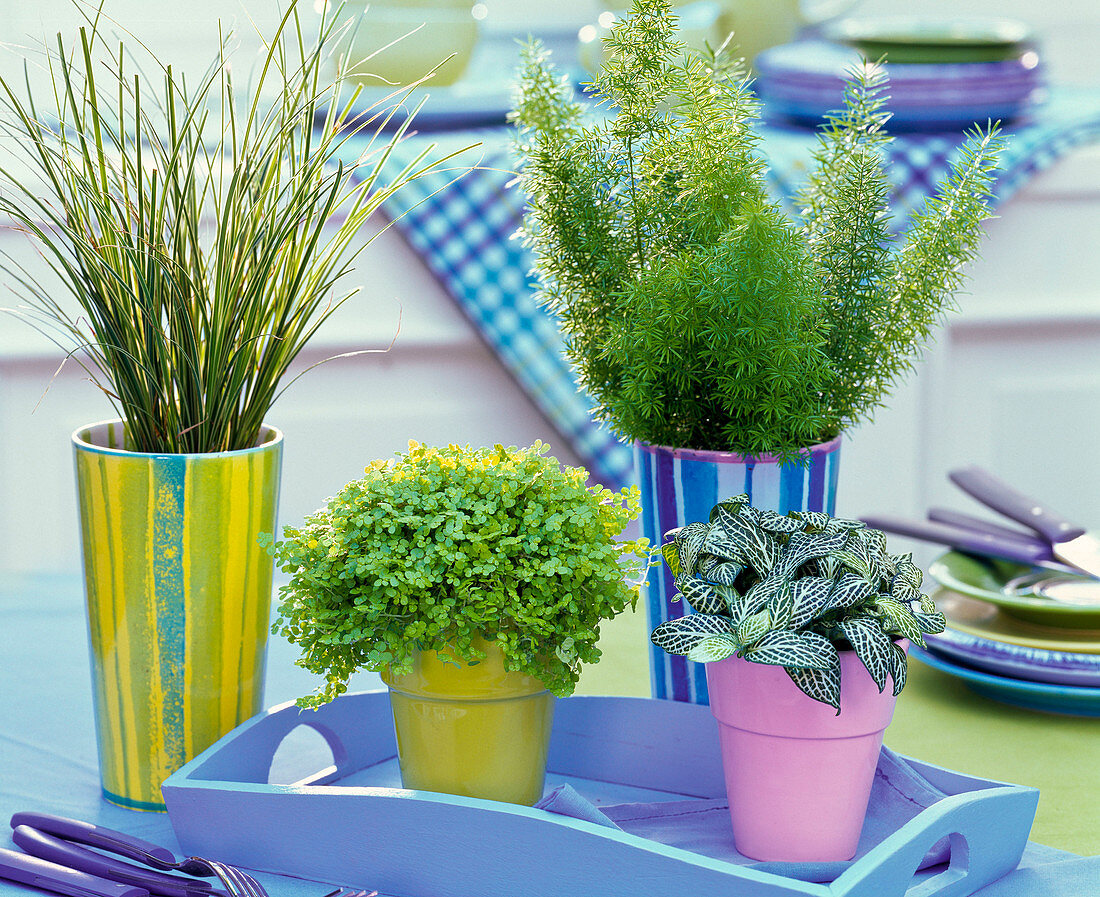 Asparagus 'Meyeri' (ornamental asparagus), Soleirolia (bouquet)