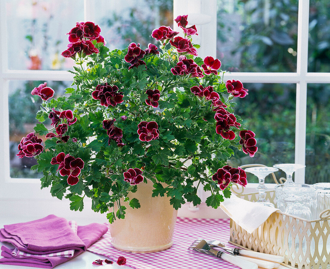 Pelargonium grandiflorum 'Aristo Beauty'