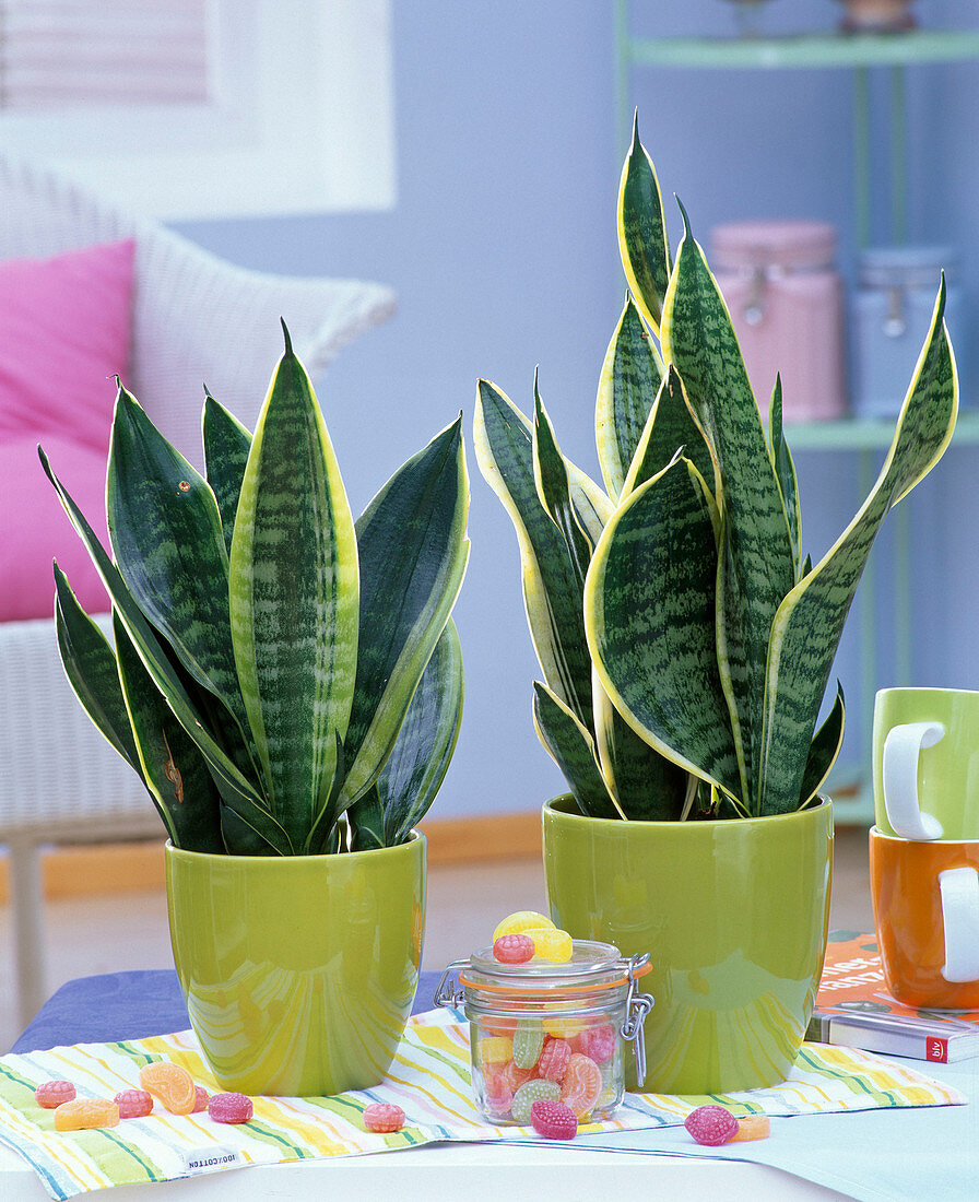 Sansevieria trifasciata 'Laurentii' in light green planters