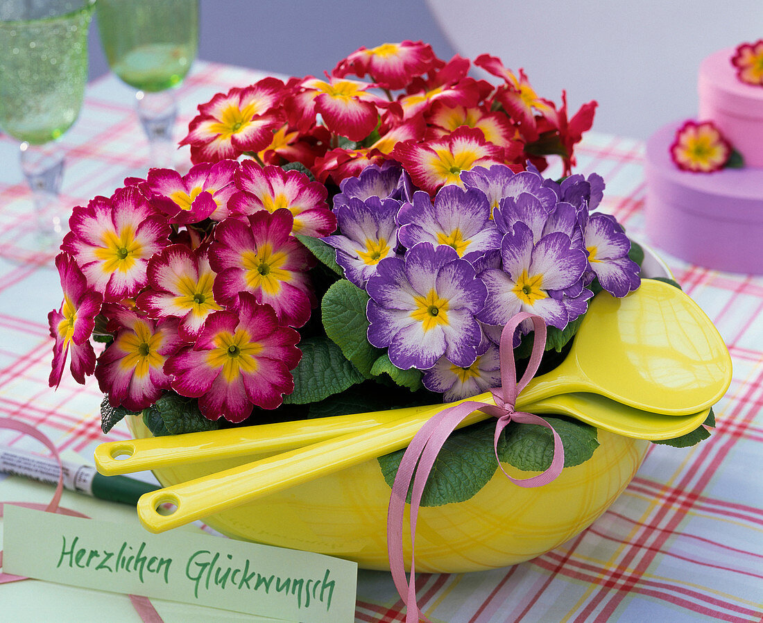 Primula acaulis 'Ohldream' (primrose)