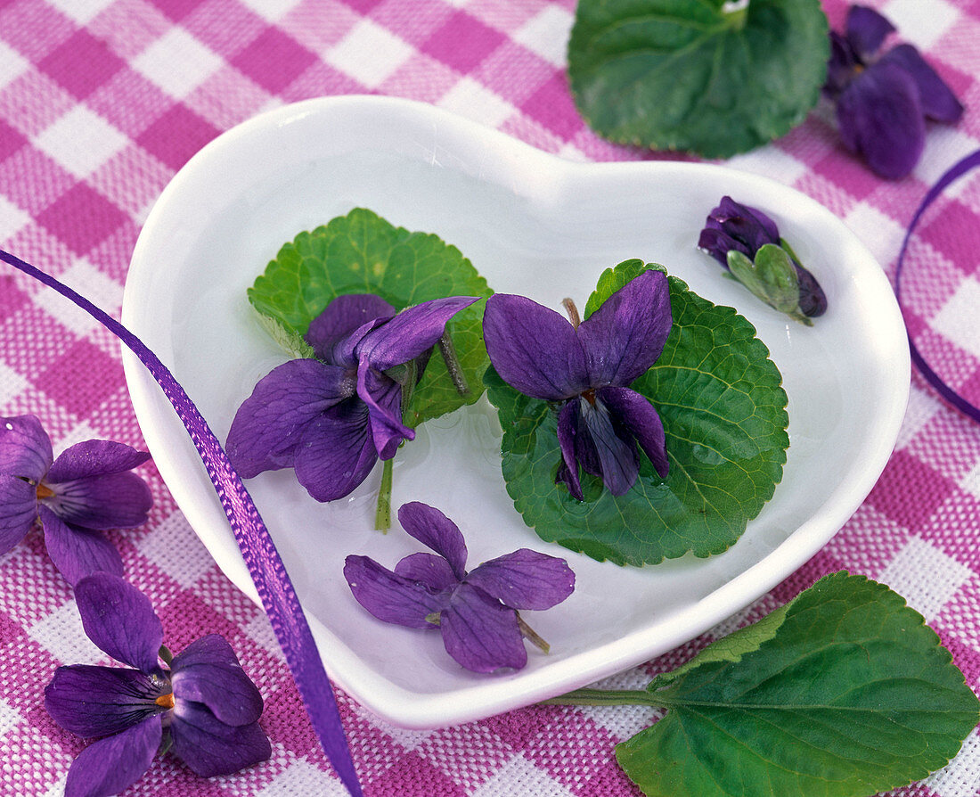 Flowers and leaves of Viola odorata (Scented Violet)