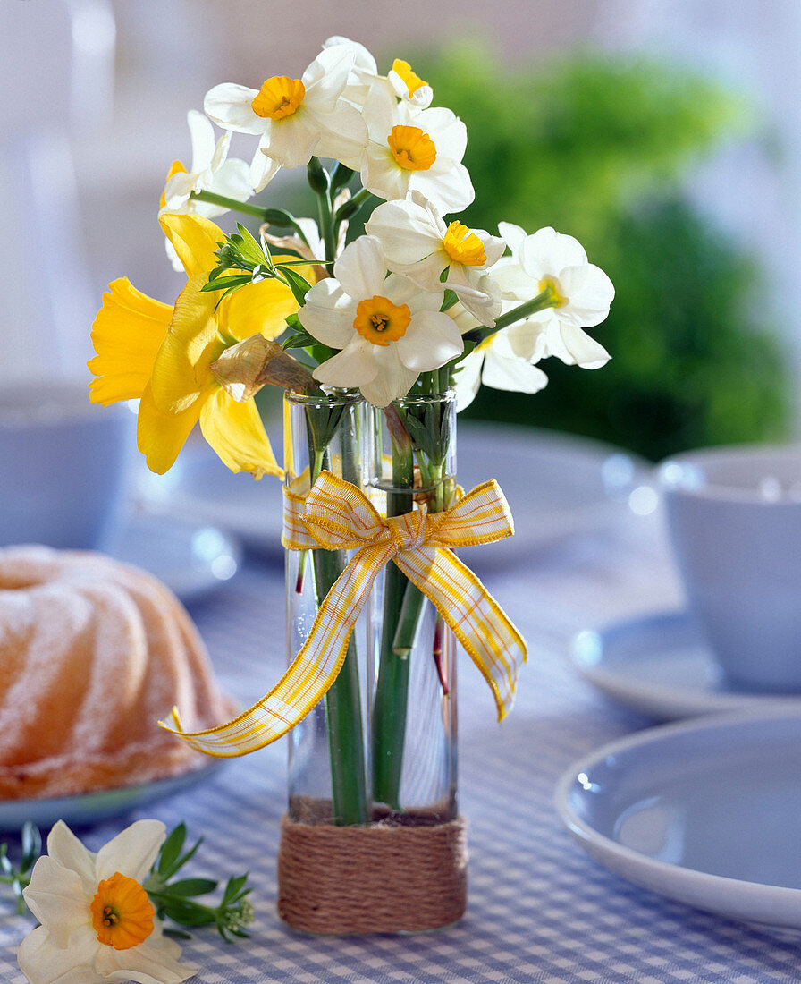 Narcissus Narcissus in a narrow high glass vase with a bow