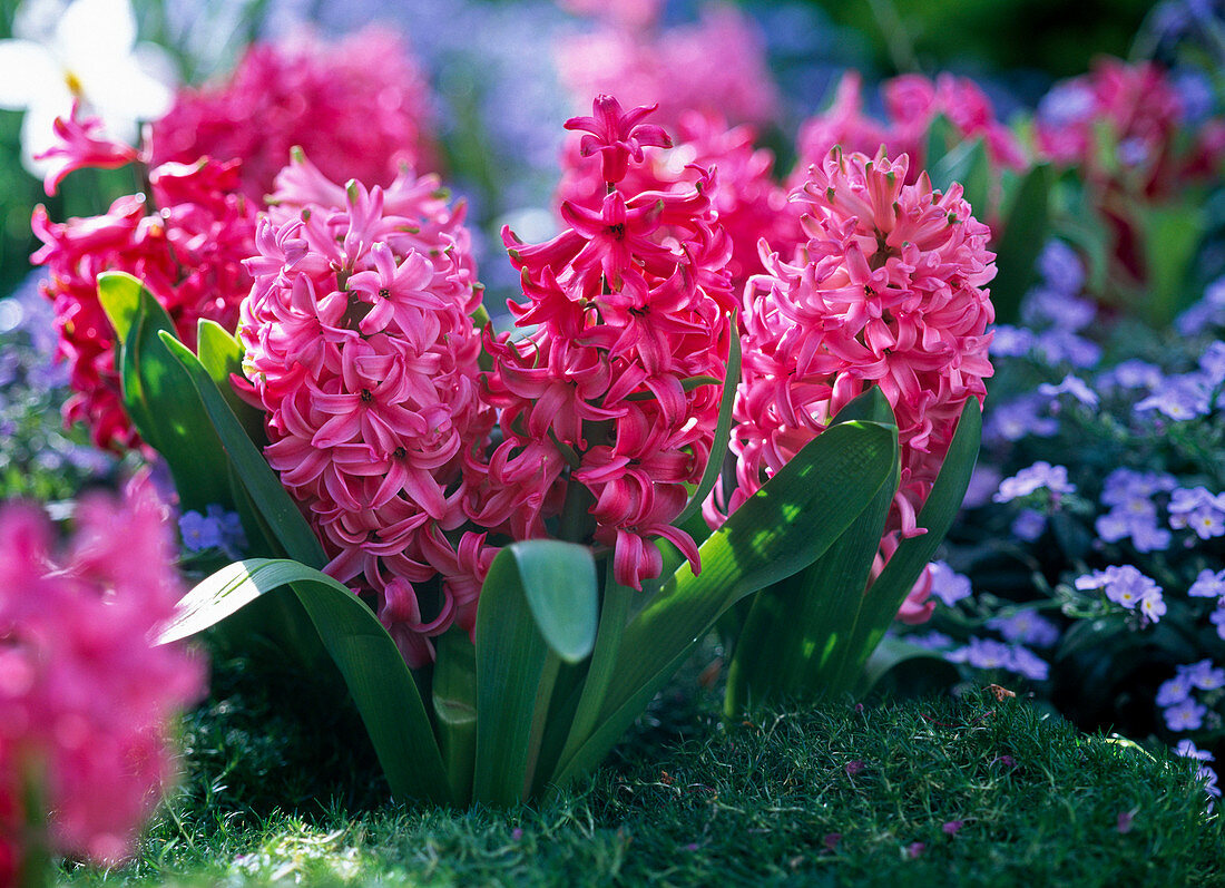 Hyacinthus 'Pink Pearl' (hyacinths) in a border