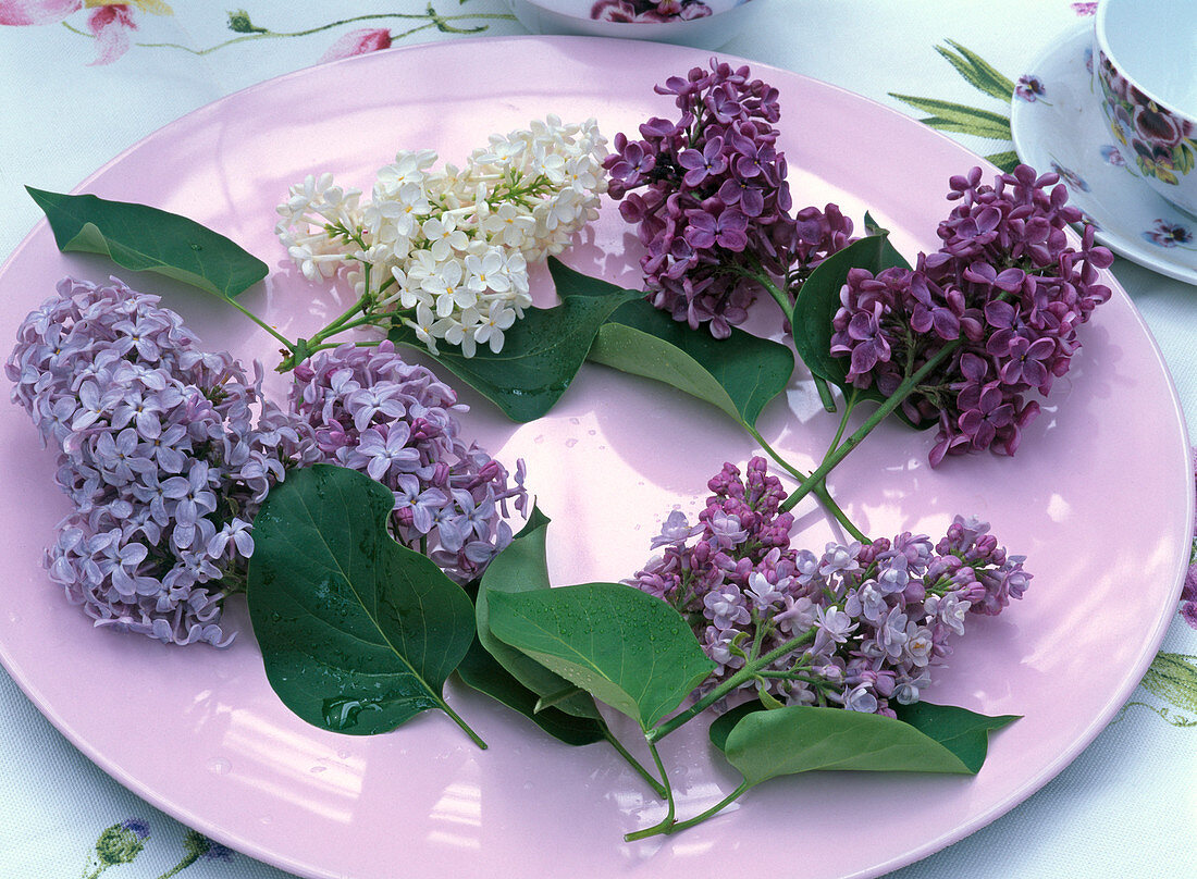 Various Syringa (lilac) on lilac
