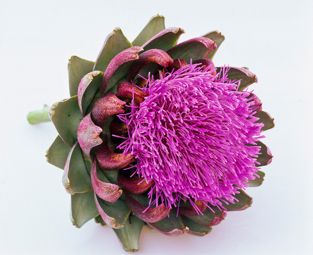 Cynara scolymus (vegetable artichoke)