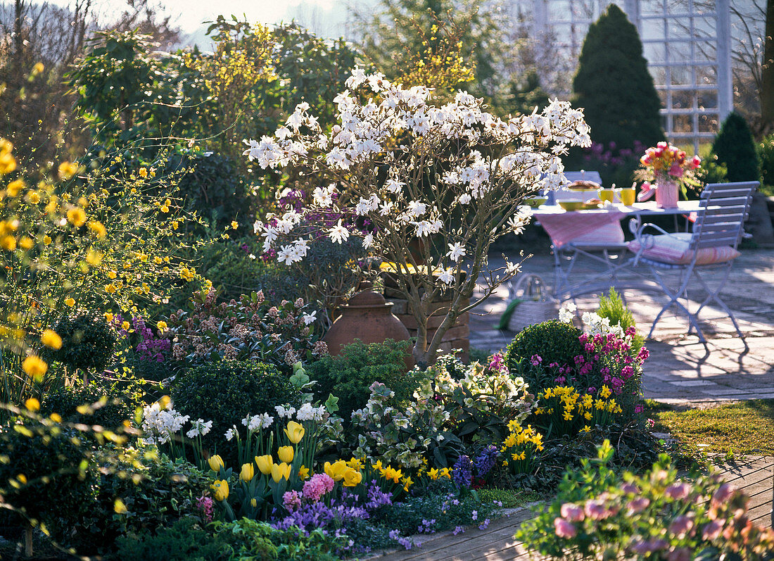 Magnolia stellata (star magnolia) in spring garden