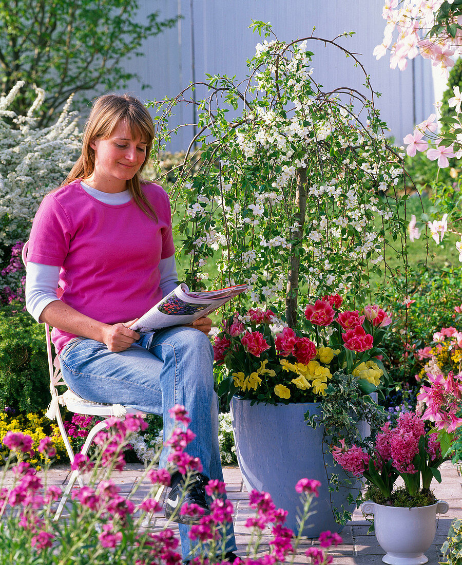 Malus 'Red Jade' (Hanging ornamental apple) underplanted with Tulipa