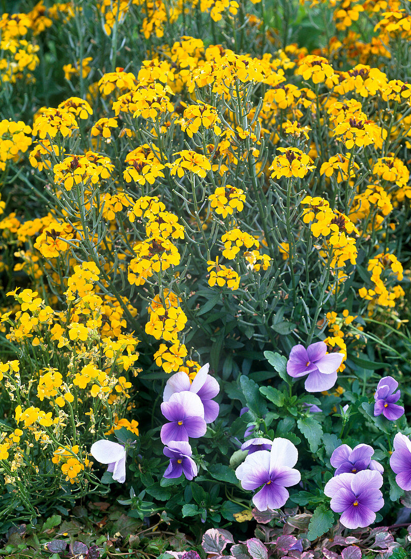 Erysimum Rysi 'Gold'