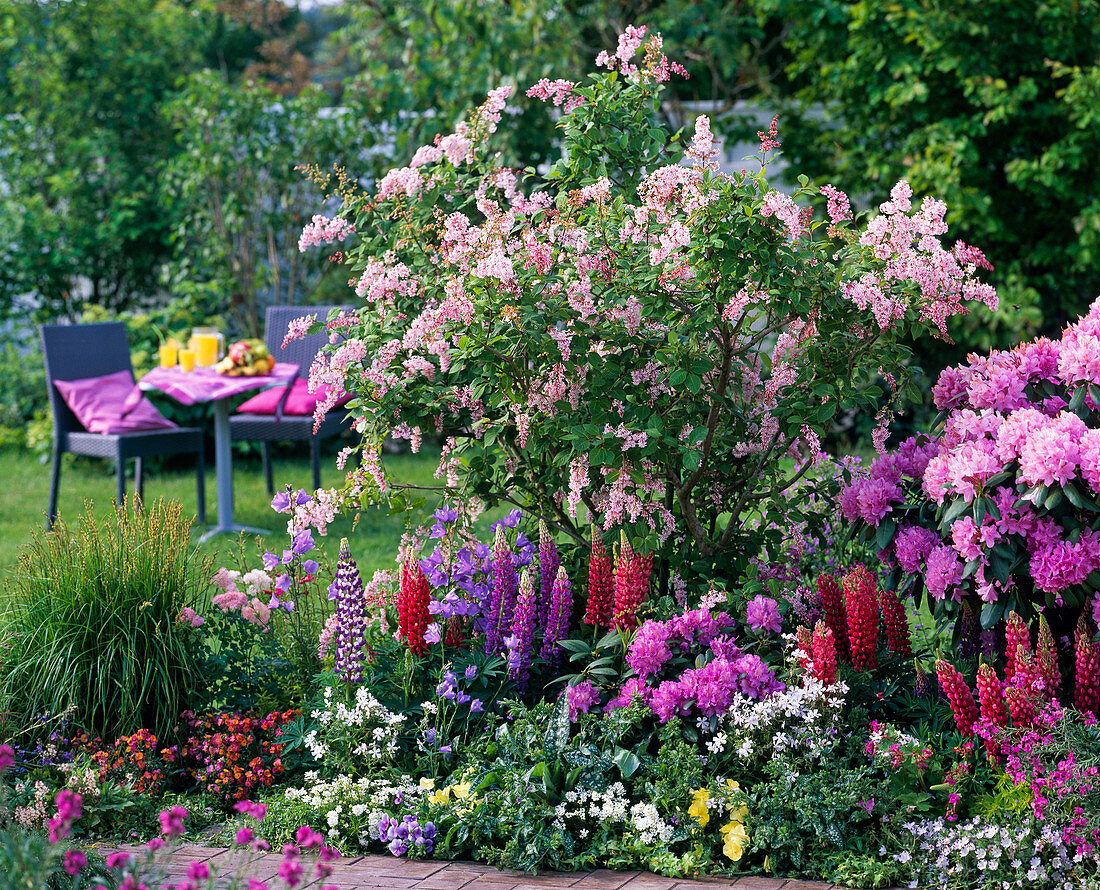 Syringa reflexa (lilac), Lupinus (lupine), Rhododendron