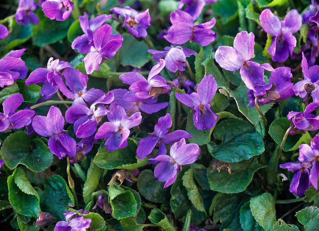 Viola odorata (fragrance violet)