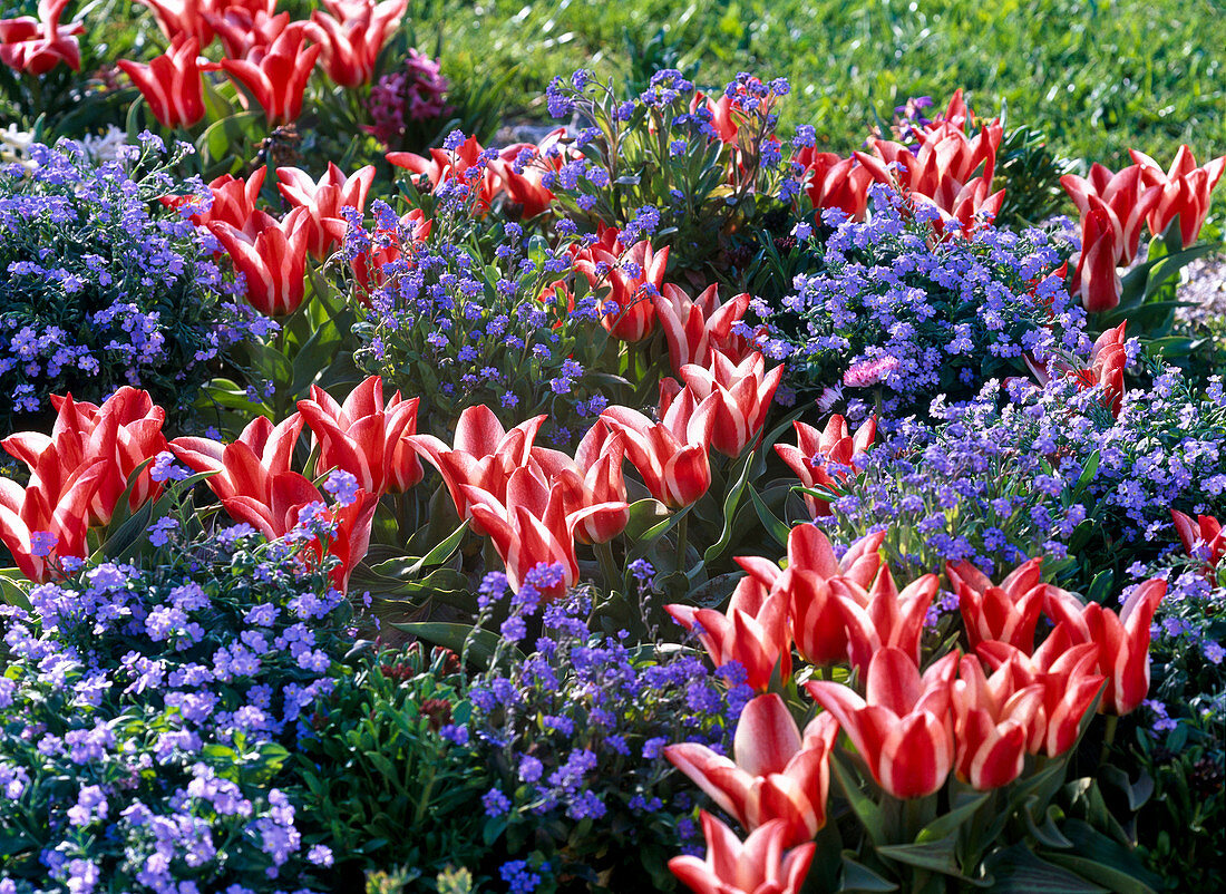 Tulipa Greigii 'Pinocchio' (Red and White Tulips)