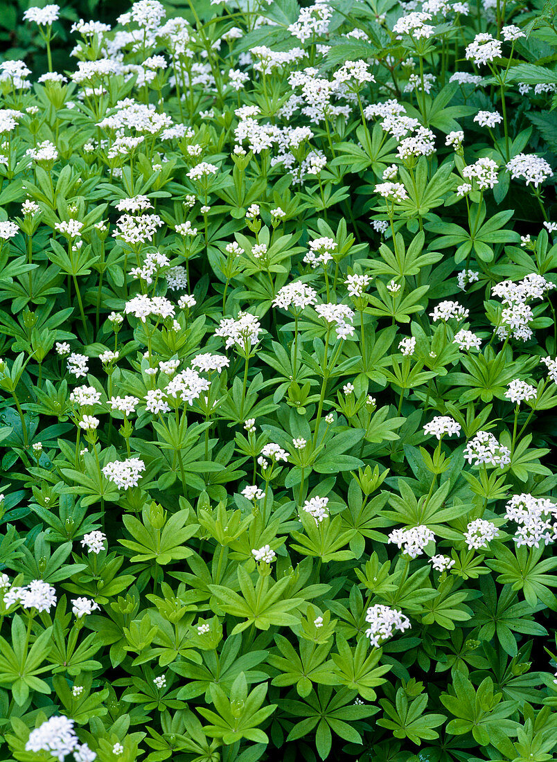 Galium odoratum (Waldmeister)