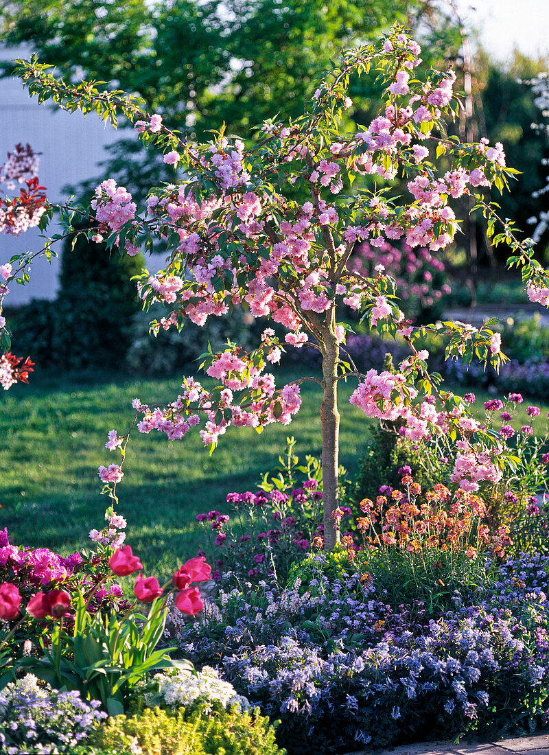 Prunus serrulata 'Kiku-Shidare-Zakura' (Japanische Hängezierkirsche)