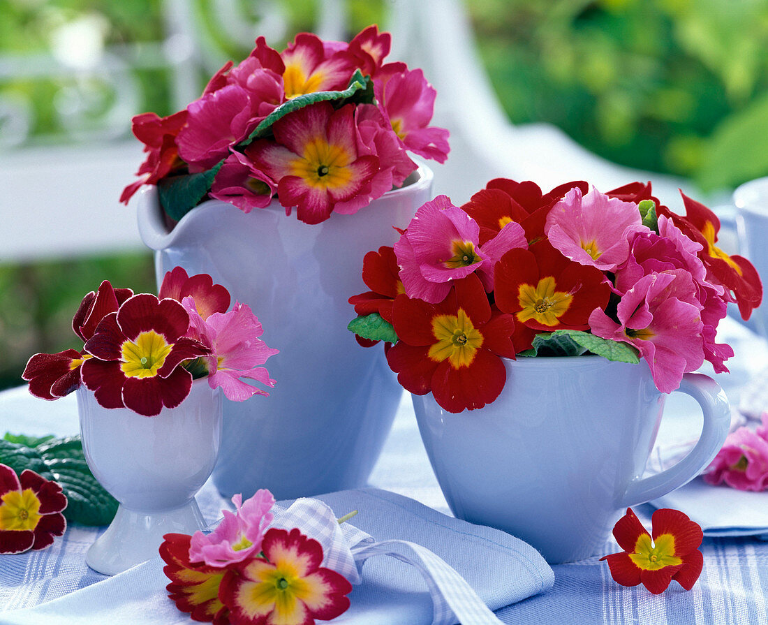 Primula acaulis in light blue tableware, napkin