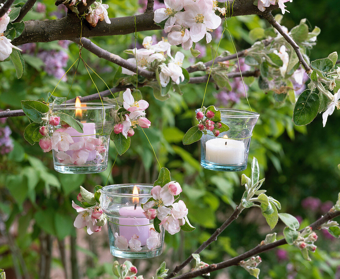 Windlichter an Zweige von blühendem Malus (Apfel) gehängt