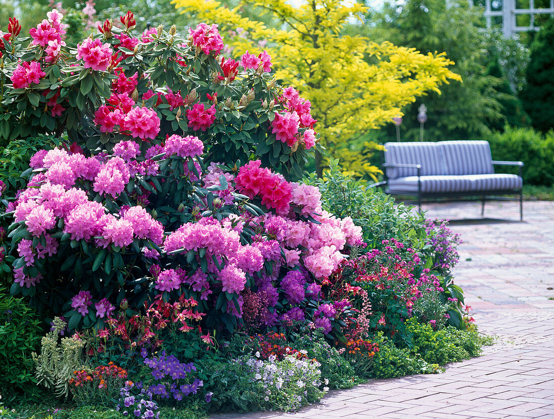 Rhododendron (Alpine rose), Aquilegia (columbine)