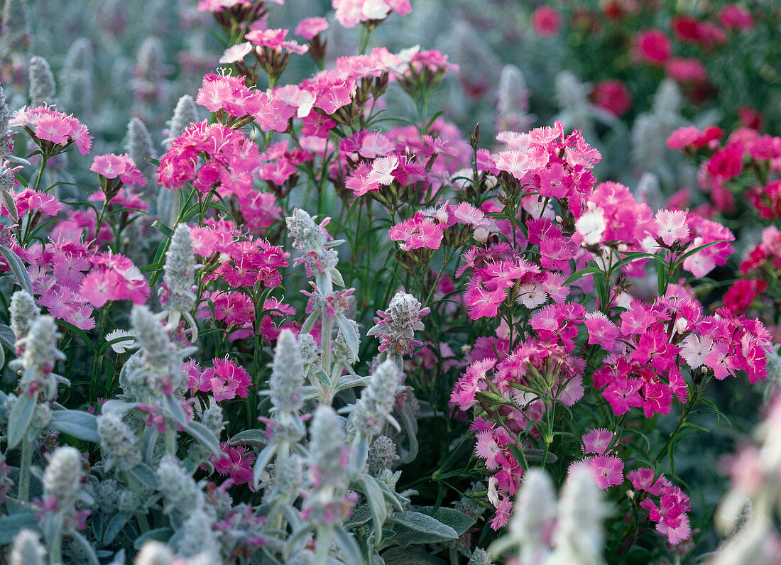 Dianthus Amazon 'Rose Magic' (Bearded Carnations)