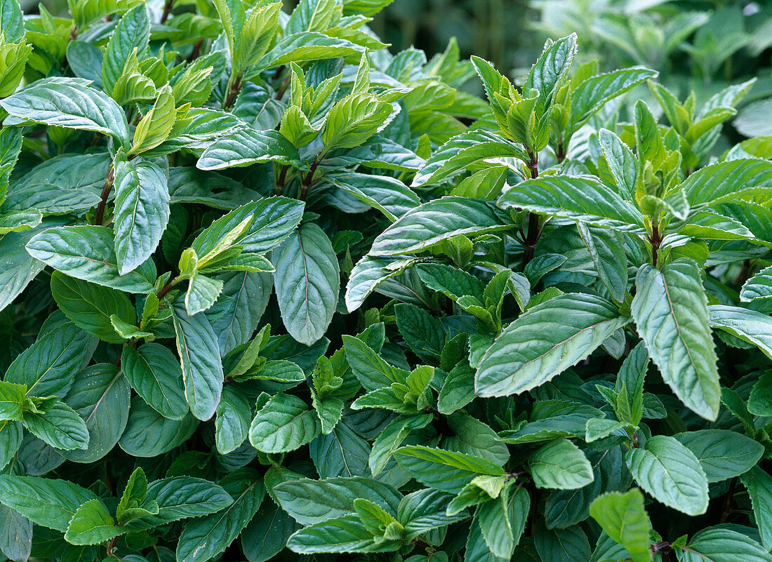 Mentha piperita var. citrata (Orangenminze)