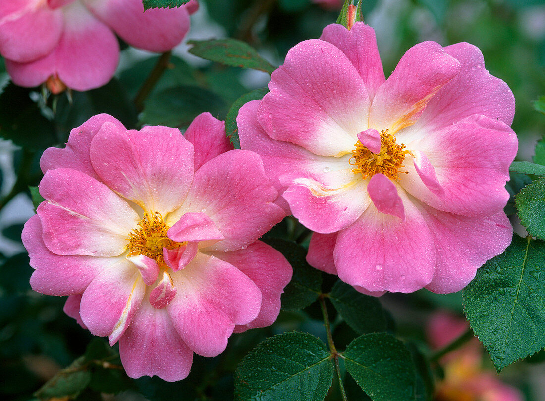 Rosa 'Duchess Friederike' (shrub rose)