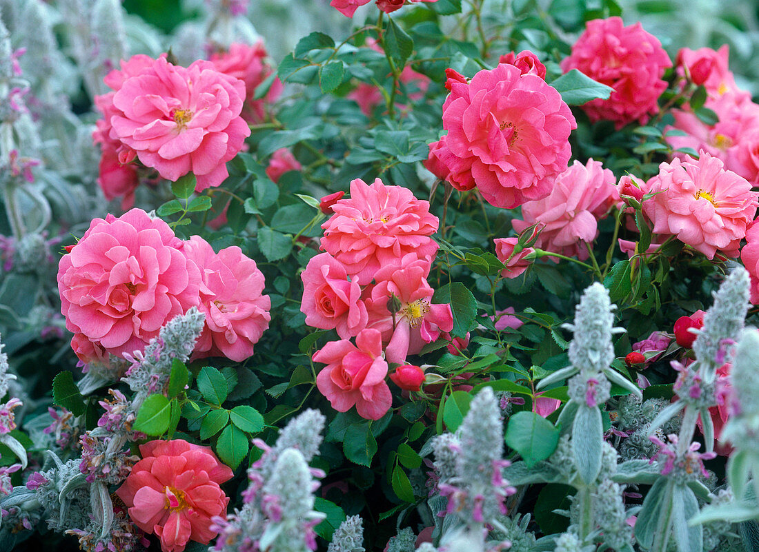 Rose 'Bad Birnbach' (ground cover rose), often flowering