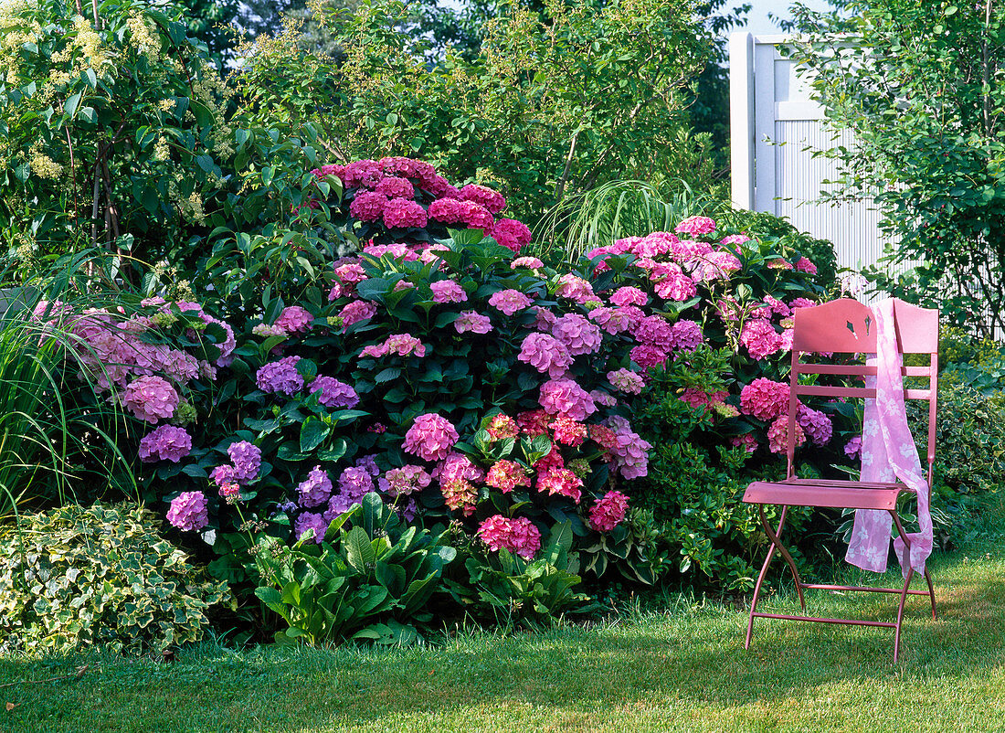 Chair on a shady ydrangea bed