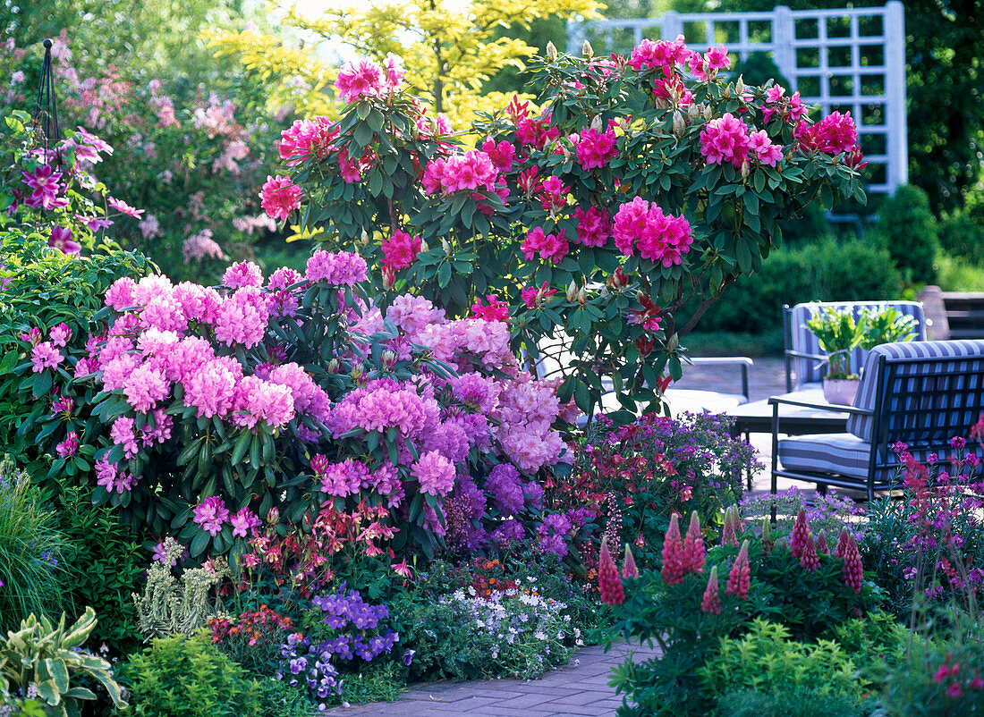 Rhododendron (alpine rose), Aquilegia (columbine), Nemophila