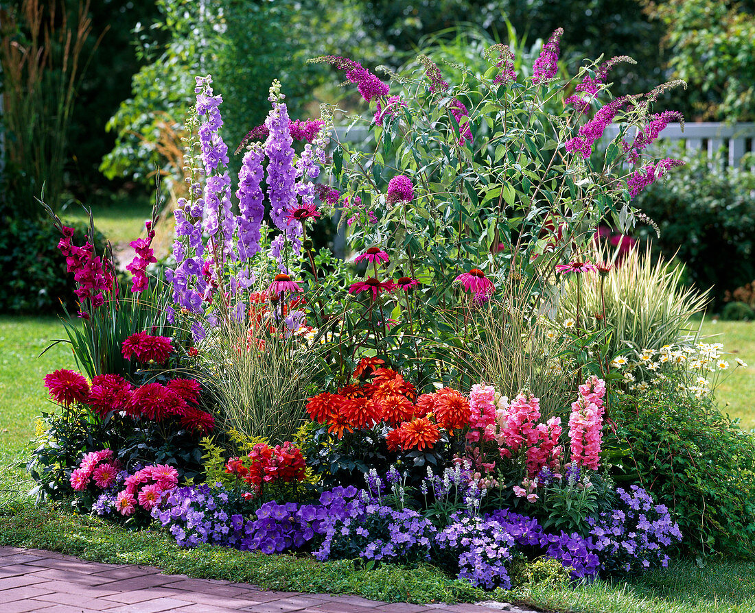 Buddleja, Delphinium, Dahlia