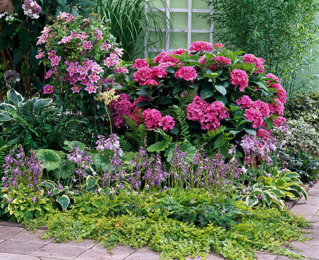 Hydrangea 'Schöne Bautznerin' (Hortensie), Clematis 'Piilu'