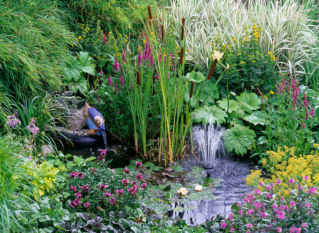 Pond planted with Nymphaea (water lily), Tyhpa (bulrush)