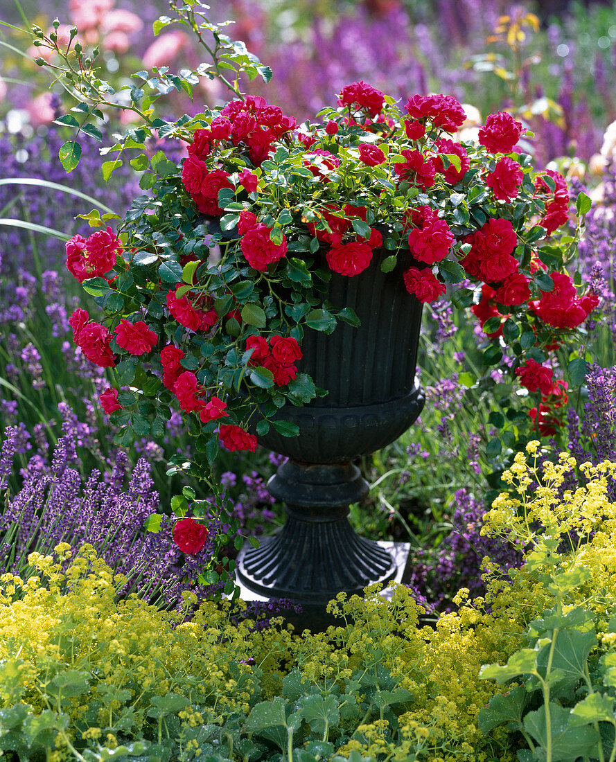 Rosa 'Sorrento' (Ground cover rose), hardy, repeat flowering, no fragrance