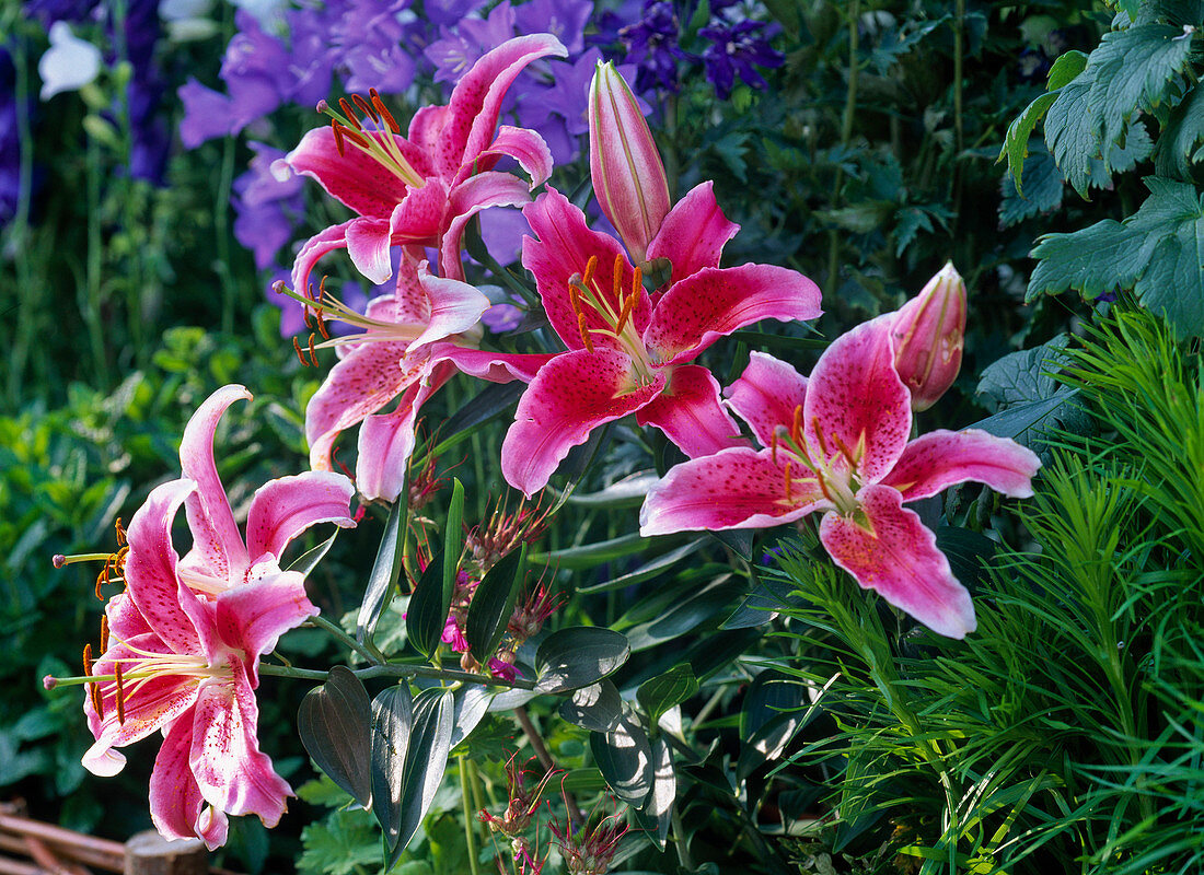 Lilium 'Stargazer' (Lilien)