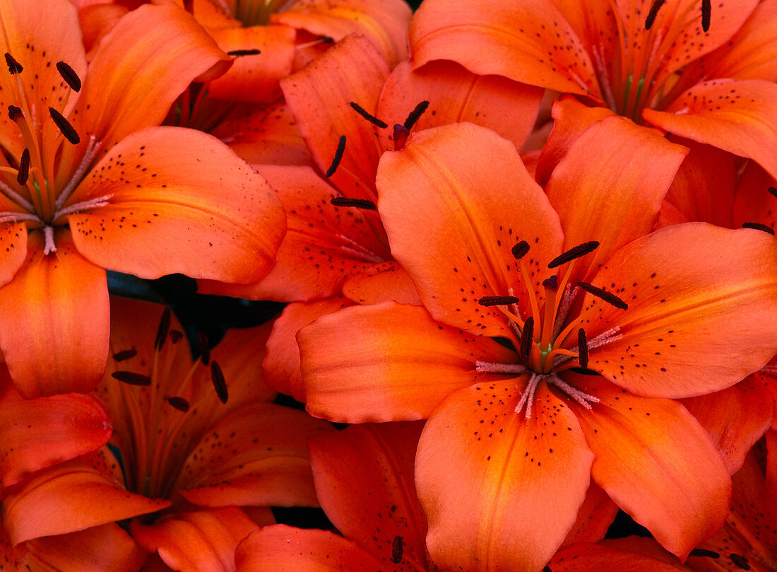 Lilium asiaticum 'Orange Pixie' (Lilien)