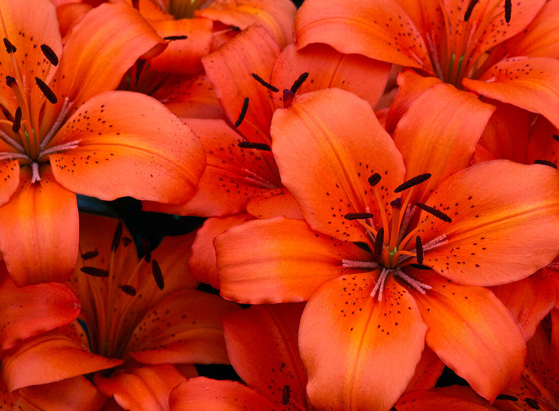 Lilium asiaticum 'Orange Pixie' (Lilies)