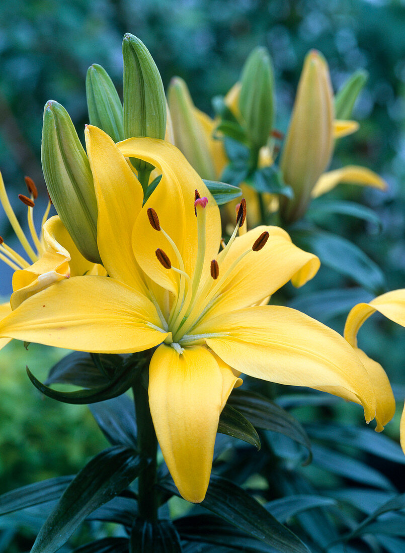 Lilium asiaticum 'Golden Pixie' (Lilien)