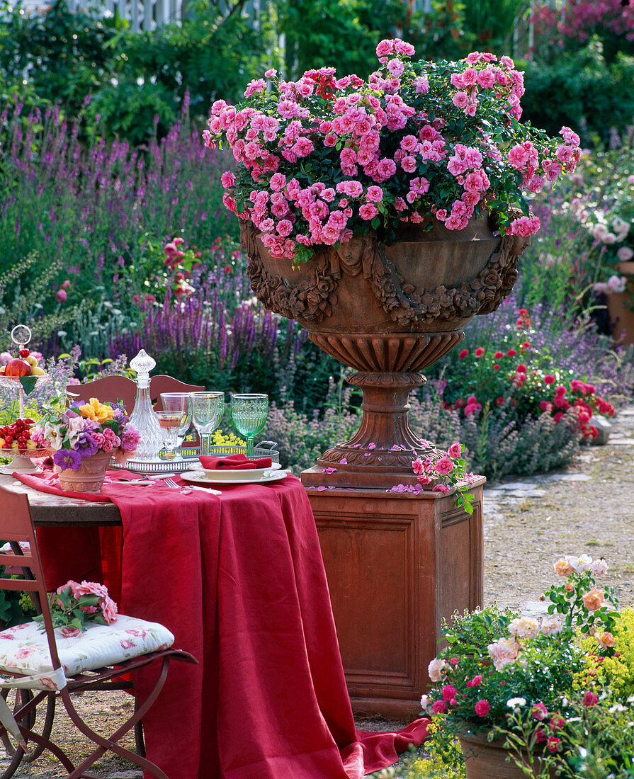 Rose 'Charming', dwarf rose, slightly fragrant, healthy, robust