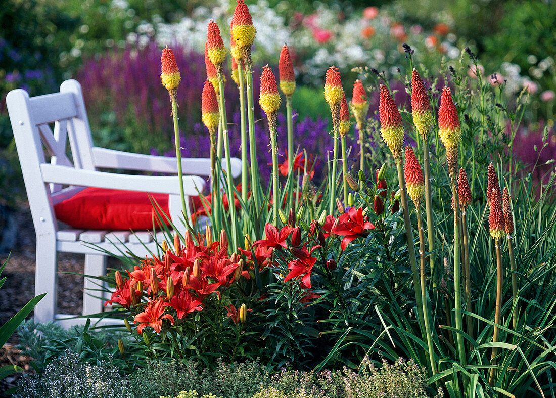 Lilium asiaticum 'Red Dwarf', Kniphofia uvaria